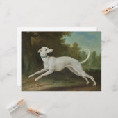 Witte windhond kaart (Voorkant / Achterkant in situ)