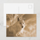 WITTE WIT BOEST BRIEFKAART (Voorkant / Achterkant)