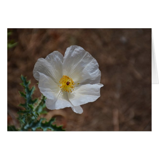 Witte woestijnbloem (Voorkant Horizontaal)