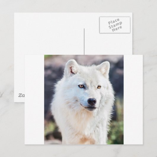 WITTE WOLF BRIEFKAART (Voorkant / Achterkant)
