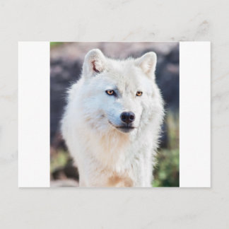 WITTE WOLF BRIEFKAART