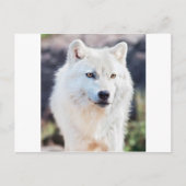 WITTE WOLF BRIEFKAART (Voorkant)