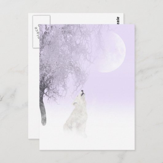 Witte wolf briefkaart (Voorkant / Achterkant)