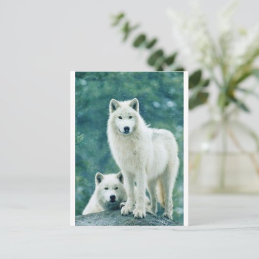 WITTE WOLF BRIEFKAART (Staand voorkant)