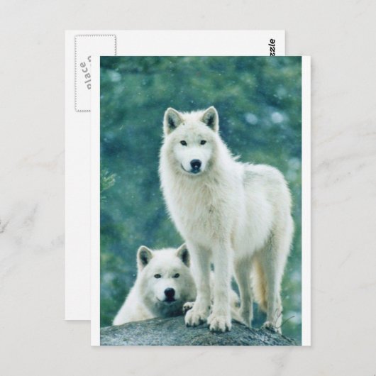 WITTE WOLF BRIEFKAART (Voorkant / Achterkant)