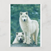 WITTE WOLF BRIEFKAART (Voorkant)
