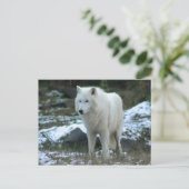 Witte Wolf in de Winter Briefkaart (Staand voorkant)