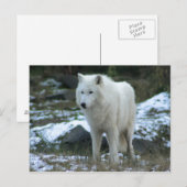 Witte Wolf in de Winter Briefkaart (Voorkant / Achterkant)