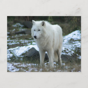 Witte Wolf in de Winter Briefkaart