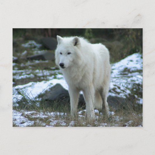 Witte Wolf in de Winter Briefkaart (Voorkant)