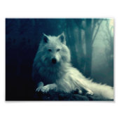 Witte wolf in het nachtbos foto afdruk (Voorkant)