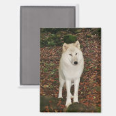 Witte Wolf Magneet (Voorkant / Achterkant)