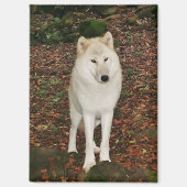 Witte Wolf Magneet (Voorkant)
