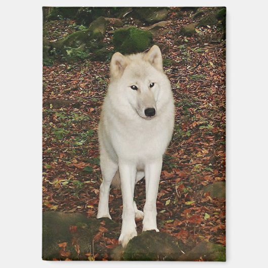 Witte Wolf Magneet (Voorkant)