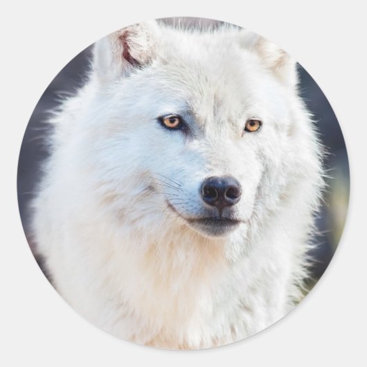 WITTE WOLF RONDE STICKER (Voorkant)