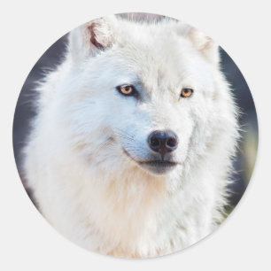 WITTE WOLF RONDE STICKER