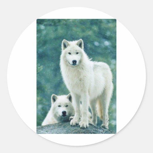 WITTE WOLF RONDE STICKER (Voorkant)