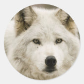 Witte Wolf-ronde sticker (Voorkant)