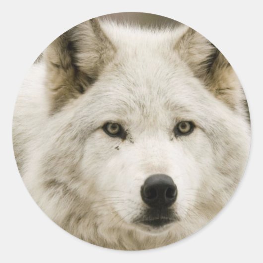 Witte Wolf-ronde sticker (Voorkant)