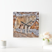 Witte Wolf, sneeuw en stamhout Vierkante Klok (Huis)