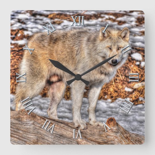 Witte Wolf, sneeuw en stamhout Vierkante Klok (Voorkant)