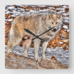 Witte Wolf, sneeuw en stamhout Vierkante Klok