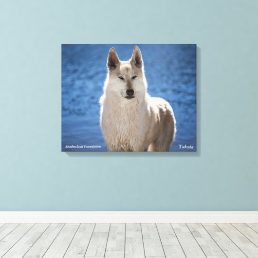 Witte Wolf verpakt Canvas (Insitu (Houten vloer))