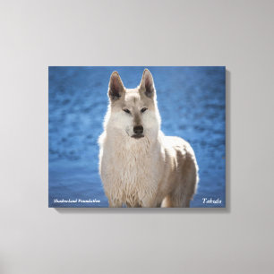 Witte Wolf verpakt Canvas Afdruk
