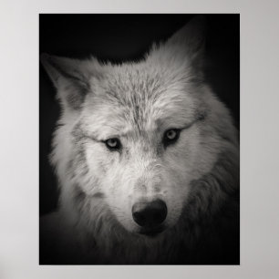 Witte Wolf Zwarte Witte Fotoposter Poster