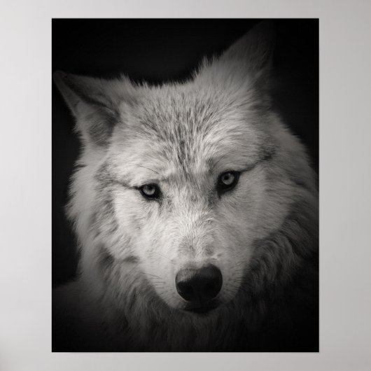 Witte Wolf Zwarte Witte Fotoposter Poster (Voorkant)