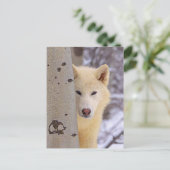 Witte Wolven Briefkaart (Staand voorkant)