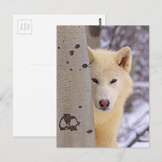 Witte Wolven Briefkaart (Voorkant / Achterkant)