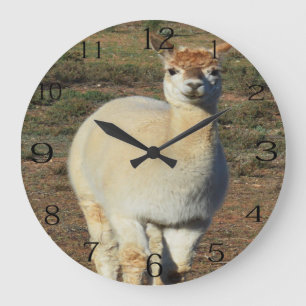 Witte wooly Alpaca glimlachen Grote Klok