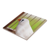 Witte Zebra Vliegtuig in kooi Tegeltje (Zijkant)