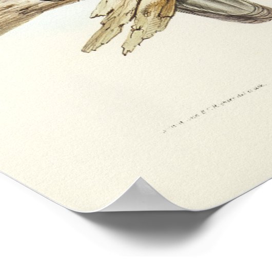 Witte Zee Eagle van Elizabeth Gould Poster (Hoek)