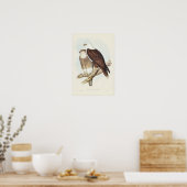 Witte Zee Eagle van Elizabeth Gould Poster (Keuken)