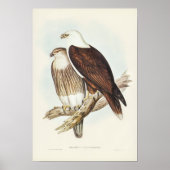 Witte Zee Eagle van Elizabeth Gould Poster (Voorkant)