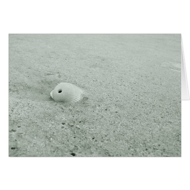Witte Zee Shell op zandstrand (Voorkant Horizontaal)