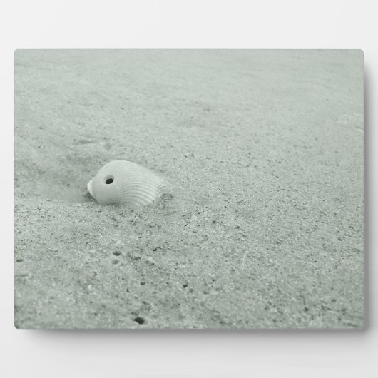 Witte Zee Shell op zandstrand Fotoplaat (Voorkant)