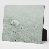 Witte Zee Shell op zandstrand Fotoplaat (Zijkant)