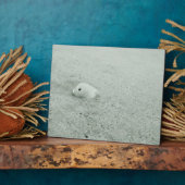 Witte Zee Shell op zandstrand Fotoplaat (Zijkant)