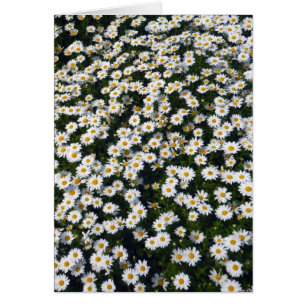 witte zeeduivel