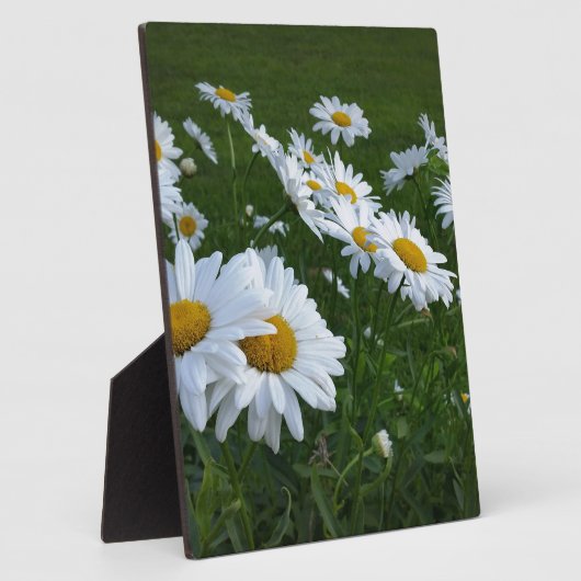 witte zeeduivel fotoplaat (Zijkant)