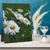 witte zeeduivel fotoplaat (Zijkant)