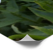 witte zeeduivel poster (Hoek)