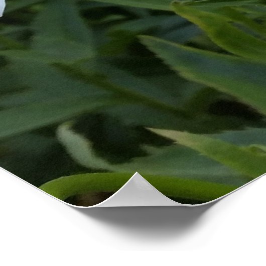 witte zeeduivel poster (Hoek)