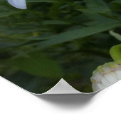 witte zeeduivel poster (Hoek)