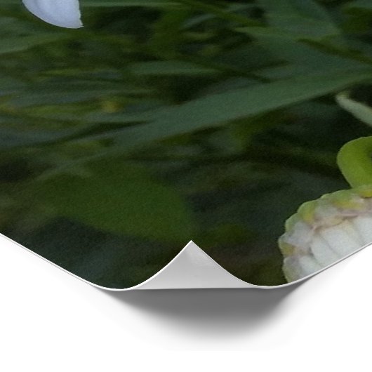 witte zeeduivel poster (Hoek)