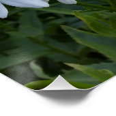 witte zeeduivel poster (Hoek)