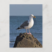 Witte zeemeeuw en oceaan briefkaart (Voorkant)